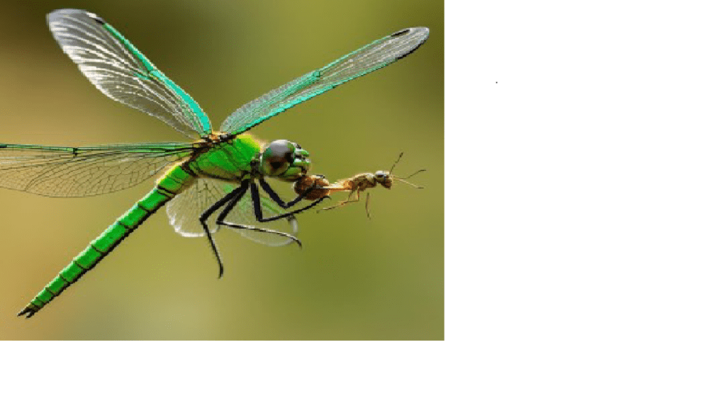 En direct du CSEE DOGO