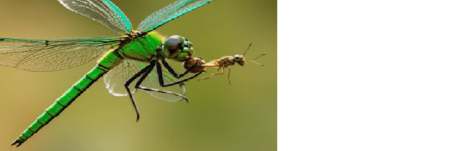 En direct du CSEE DOGO  …
