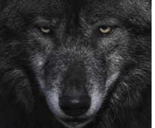 Les News du CSE de avril 2025 photo
tête de loup gris
