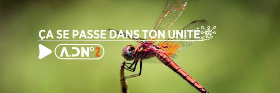 L&rsquo;APRÈS-LIBELLULE INCERTITUDES PERSISTANTES